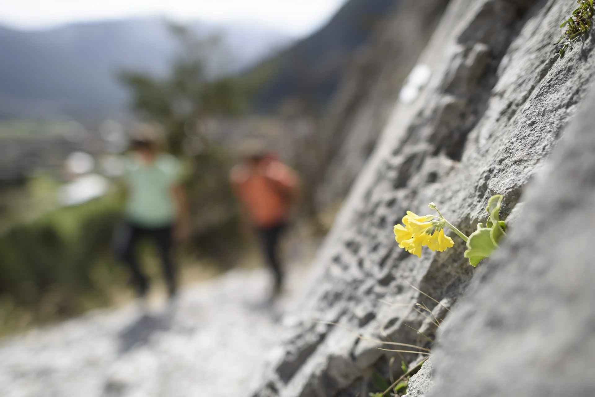 Gemeinsame Wanderung | © DAV/Wolfgang Ehn Eine unscharfe Wandergruppe, im Vordergrund eine gelbe Blüte | © DAV/Wolfgang Ehn
