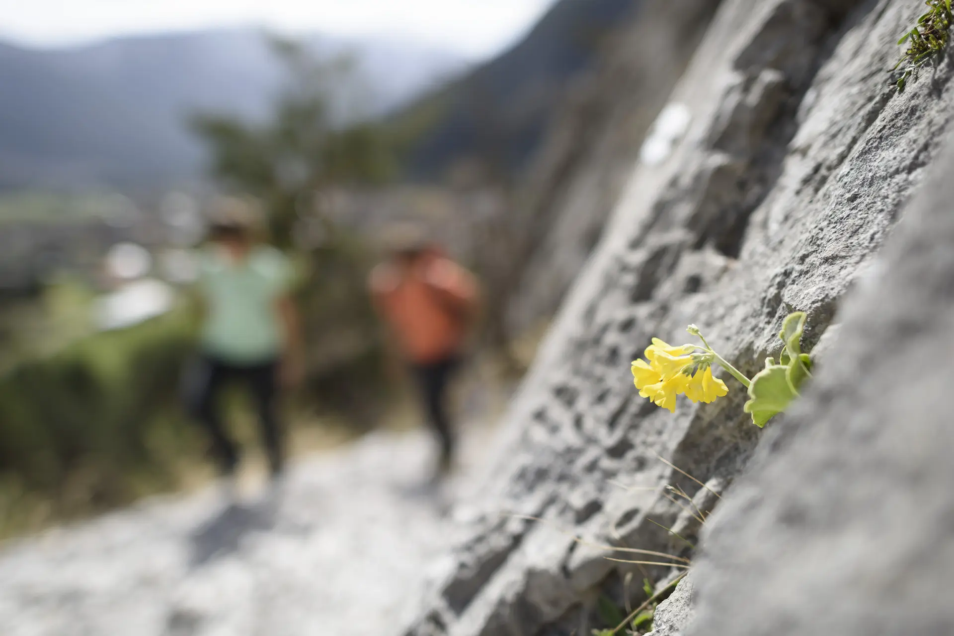Eine unscharfe Wandergruppe, im Vordergrund eine gelbe Blüte | © DAV/Wolfgang Ehn